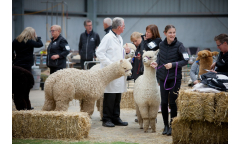 bendigoshow-281019-124